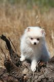 SPITZ ALLEMAND 491